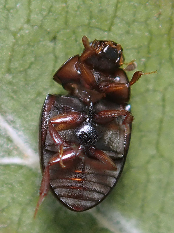 Phalacridae: Olibrus bicolor ??  No, Hydrophilidae da id.